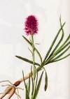 Vegetazione spontanea Nigritella miniata